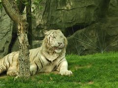 -北京野生动物园