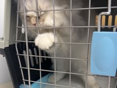 -瑞派康怡24h宠物医院·犬猫医疗中心·微创绝育(瑞景分院)