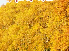 -河南省黄河迎宾馆