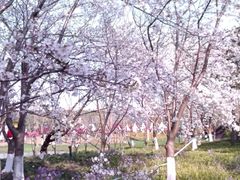 -高东镇樱花园