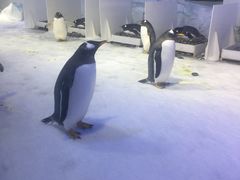 -芜湖新华联大白鲸海洋公园