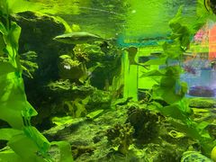 -海合安成都极地海洋公园