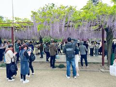 -嘉定紫藤园