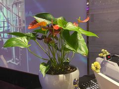 -星光灿烂KTV(金沙店)