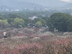-香雪海