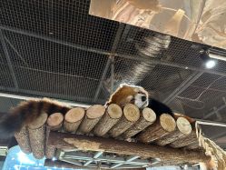 -Zoolung Zoolung动物主题公园(海信广场店)