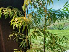 -湘邻呷铺·田园家宴(汉基广场店)