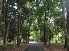 -南宁良凤江国家森林公园