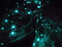 -怀托摩萤火虫洞