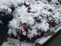 -同济大学(嘉定校区)