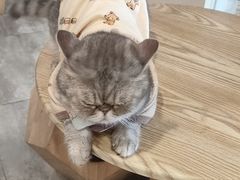 -楼上猫咖(罗湖店)