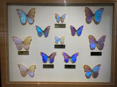 -上海昆虫博物馆