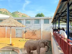 -西霞口神雕山野生动物世界