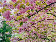 -老梦面包CHEZMOREL(麦子店)