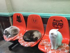-猫咪博物馆(顶澳仔猫街店)