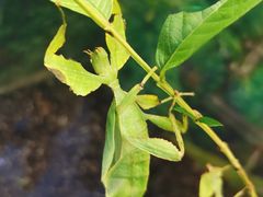 -上海大自然野生昆虫馆(东方明珠·爬宠昆虫探索中心)