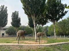 -石家庄市动物园