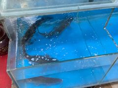 -顺水鱼馆(浐灞店)