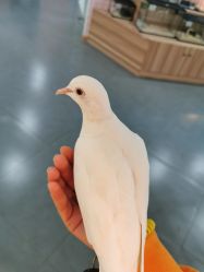 -Moni星球萌宠·小马宝莉·灵蛇·高端高阶全萌宠互动体验俱乐部(红豆国际广场店)