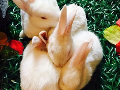 iphone_upload_pic-北京朝阳悠唐皇冠假日酒店