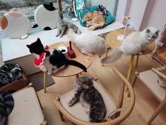 -猫咪派对(江南西店)