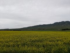 -山丹皇家马场