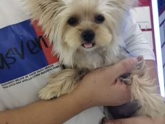 -翊宠yipet猫狗购宠庄园犬舍•猫舍