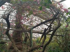 -呀路古热带植物园