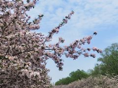 -海棠花溪(元大都城垣遗址公园)