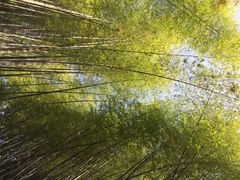 iphone_upload_pic-西湖风景区十里琅珰-五云山