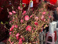-越秀西湖花市(广州城市广场花卉店)