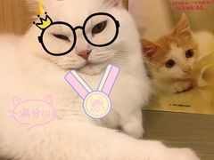 -飞行喵MR PILOT|猫舍·猫咖(静安大融城店)