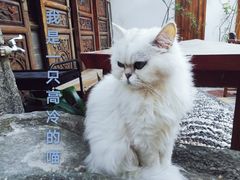 -喵屿·大理花园猫咖