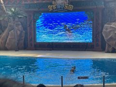 -皇家海洋乐园