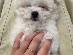 -柴犬小屋·柴餐厅·狗咖食堂(金鼎广场店)