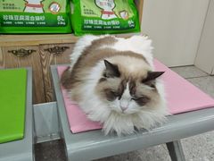 -四月宠物医院·猫专科·心脏专科·内科(转塘店)