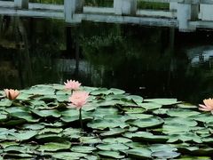 -金银湖国家城市湿地公园