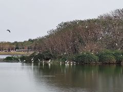 -海珠湖公园