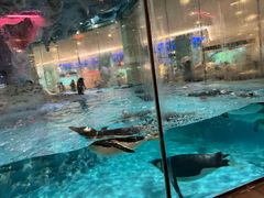 -帝企鹅自助餐厅•儿童岛•真企鹅(长隆企鹅酒店)