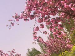 -古柏渡飞黄旅游区
