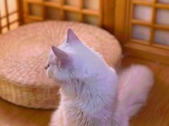 -猫にゃん · 猫的隐藏屋猫咖(麦地旗舰店)