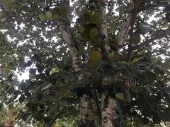 -惠州金海湾嘉华度假酒店