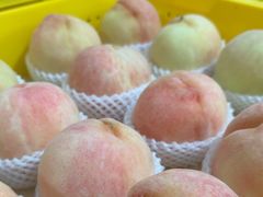 -老袁家蜜桃农场·阳山水蜜桃