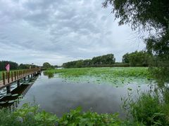 -白渔泡湿地公园