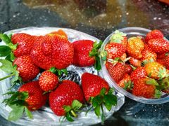 景点左：亲自摘的草莓，右：古港买的5元一碗的草莓-黄埔古港