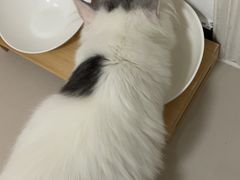 -猫大福·Fortune Cat猫舍(百子湾店)