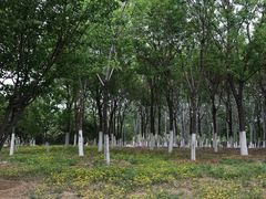 -永定河休闲森林公园