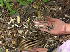 -五营红松林海景区