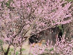 景点-杭州动物园