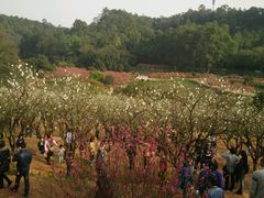 -南国桃园旅游度假区